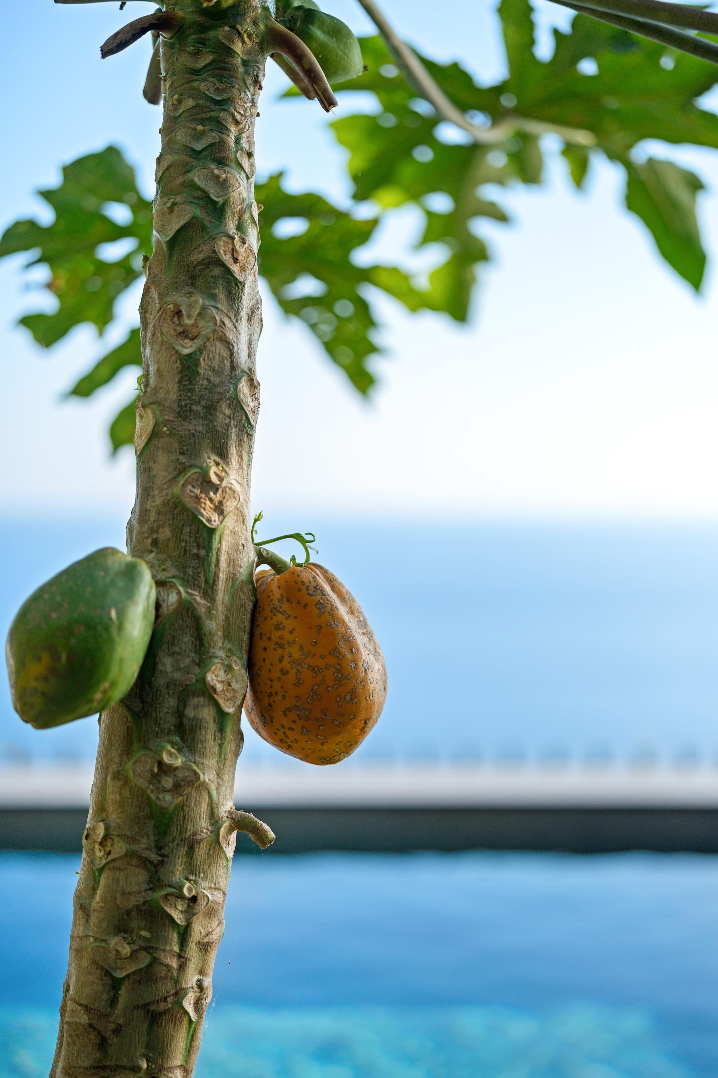 A papaya ripening on the trunk, the pool and the ocean out of focus behind.