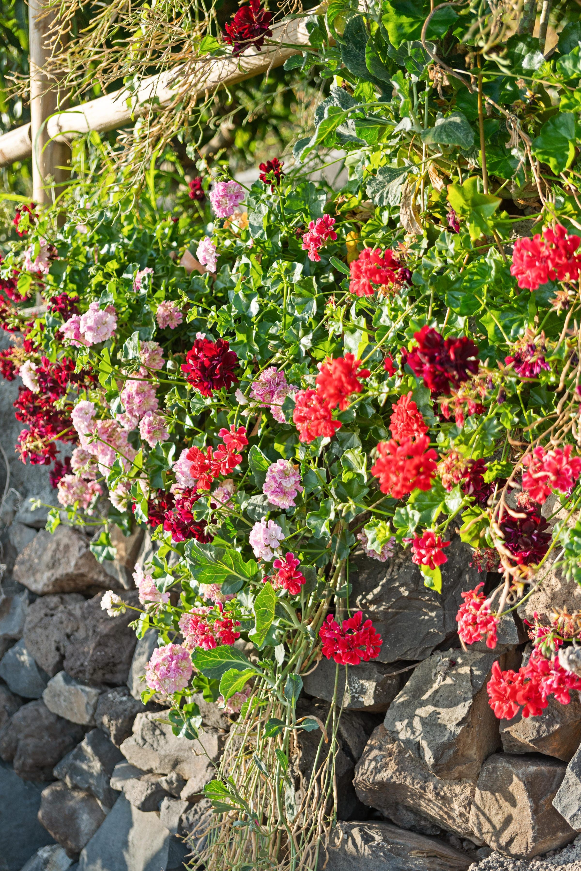 Geraniums spilling over a dry-stone wall of volcanic rock.