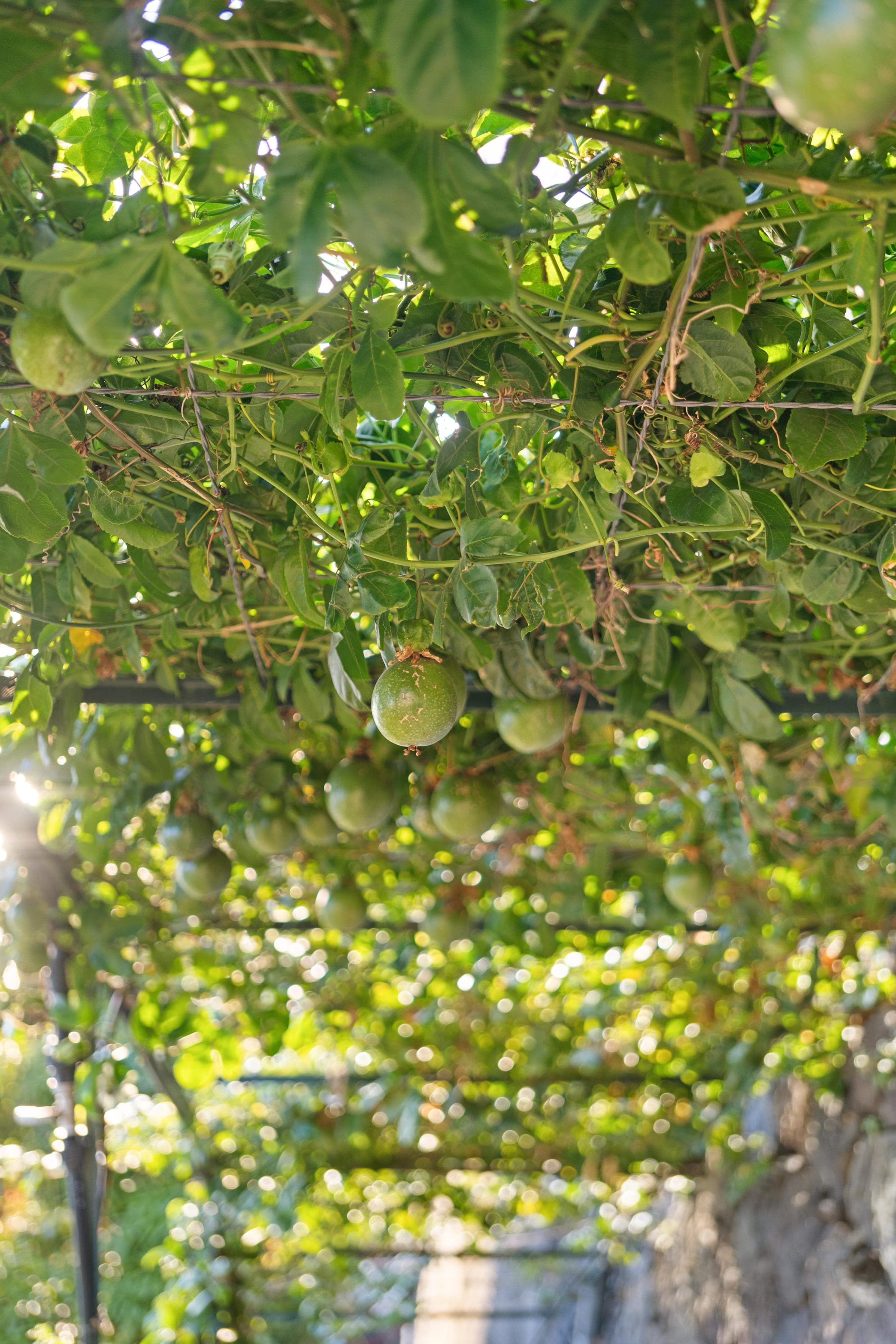 Passion fruit hanging from the pergola, sunlight coming through the leaves.