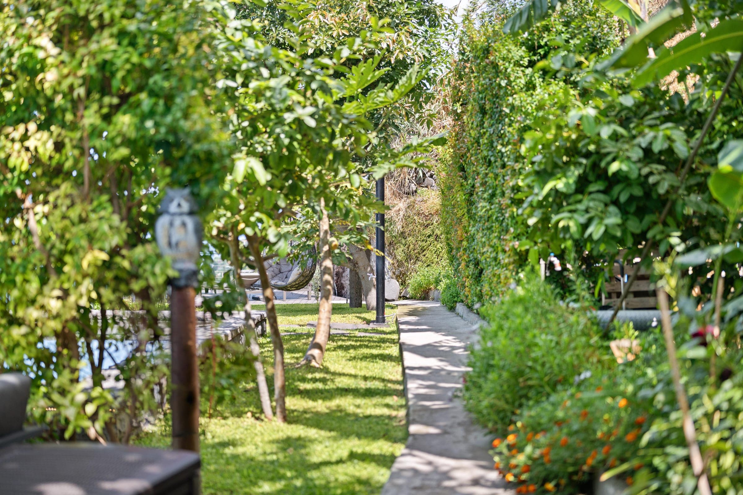 A path through the garden under fruit trees, an ivy wall on one side.